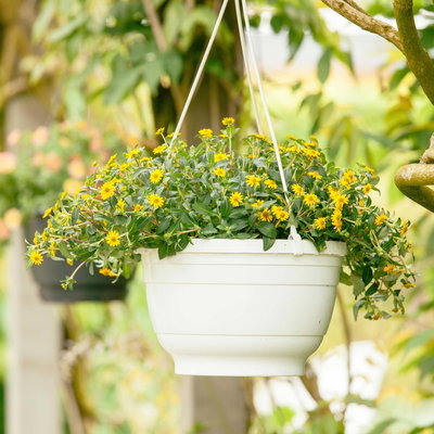 Husarenknöpfchen gelb, Topf-Ø 12 cm, 6er-Set