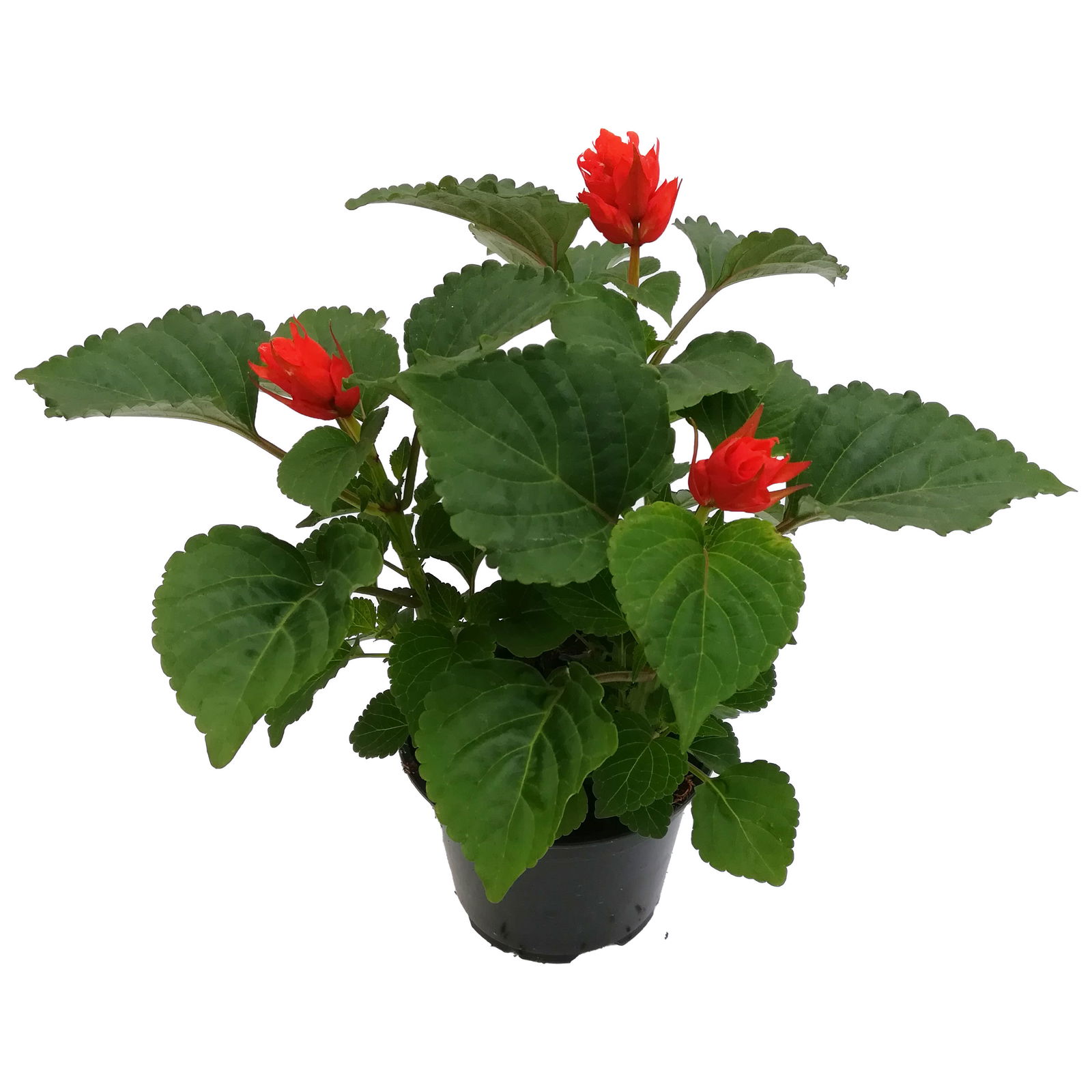 Ziersalbei rot, Topf-Ø 12 cm, 6er-Set