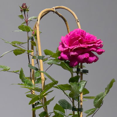 Duftende Edelrose 'Bellevue'®, purpur-rot, Doppelbogen, Topf 7,5 Liter Duftende Edelrose 'Bellevue'®, purpur-rot, Doppelbogen, Topf 7,5 Liter