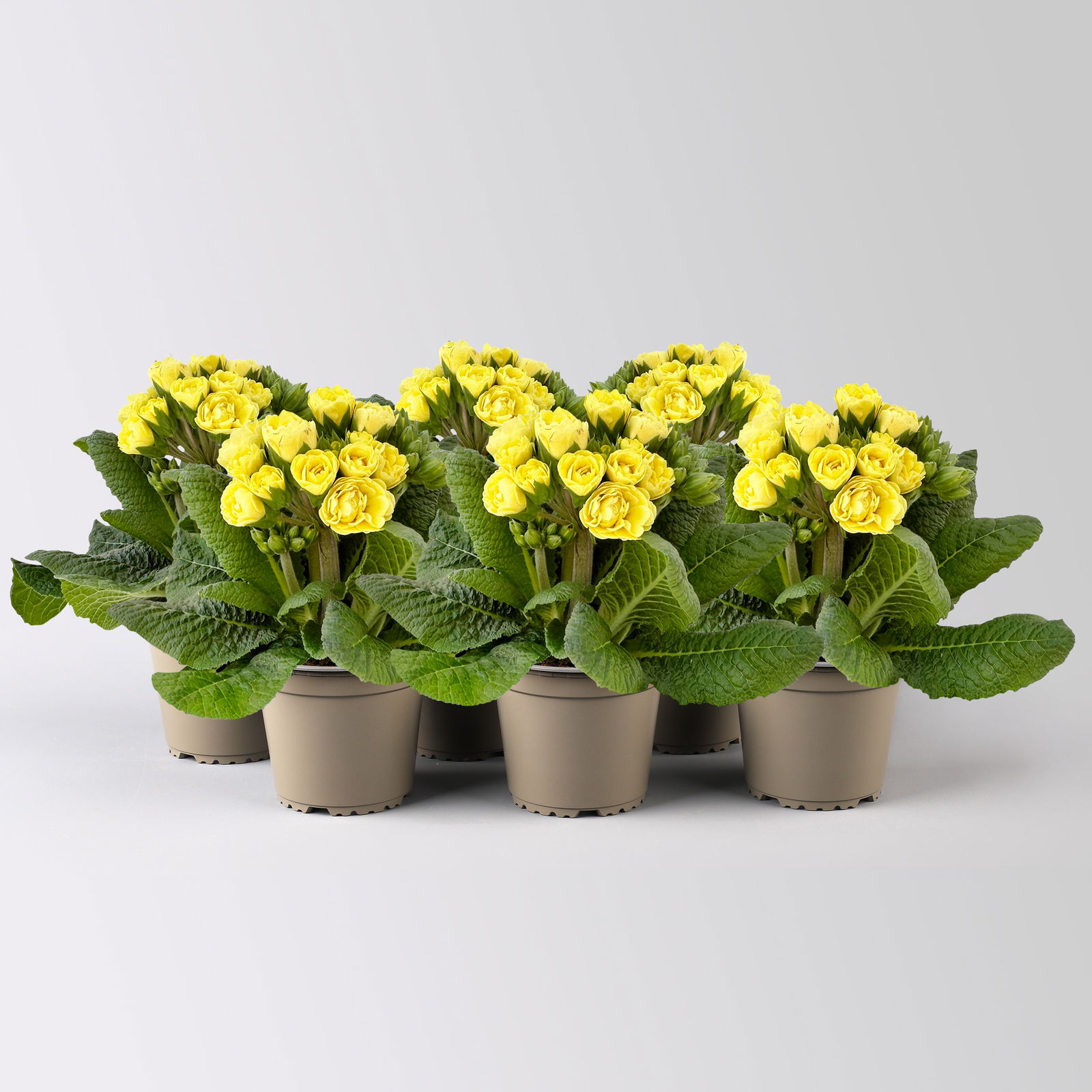 Primel 'Pollyanna Fresh Lemon', gelb, Topf-Ø 13 cm, 6 Pflanzen