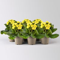 Primel 'Pollyanna Fresh Lemon', gelb, Topf-Ø 13 cm, 6 Pflanzen