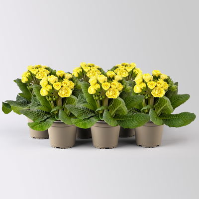Primel 'Pollyanna Fresh Lemon', gelb, Topf-Ø 13 cm, 6 Pflanzen
