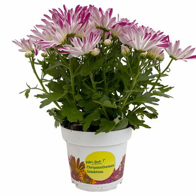 Chrysanthemen 'Rainbow Carousel', lila-weiß, Topf-Ø 14 cm, 4 Pflanzen Chrysanthemen 'Rainbow Carousel', lila-weiß, Topf-Ø 14 cm, 4 Pflanzen