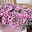 Zauberglöckchen 'Rave® Pink Barbados', rosa-pink-weiß, Topf-Ø 13 cm, 6 Pflanzen