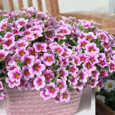 Zauberglöckchen 'Rave® Pink Barbados', rosa-pink-weiß, Topf-Ø 13 cm, 6 Pflanzen