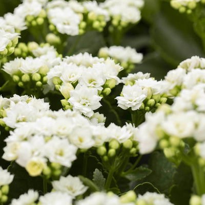 Flammendes Käthchen, Kalanchoe blossfeldiana 'Calandiva', weiß, Gesamthöhe ca. 26 cm Flammendes Käthchen, Kalanchoe blossfeldiana 'Calandiva', weiß, Gesamthöhe ca. 26 cm