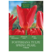 Fosteriana-Tulpe 'Spring Pearl®', dunkelrosa, 7 Blumenzwiebeln
