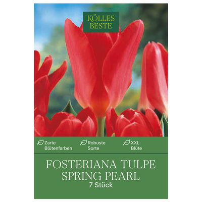 Kölles Beste Fosteriana-Tulpe 'Spring Pearl®', rosa, 7 Blumenzwiebeln Kölles Beste Fosteriana-Tulpe 'Spring Pearl®', rosa, 7 Blumenzwiebeln