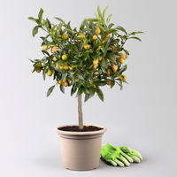 Kumquat, Stamm, Topf-Ø 22 cm