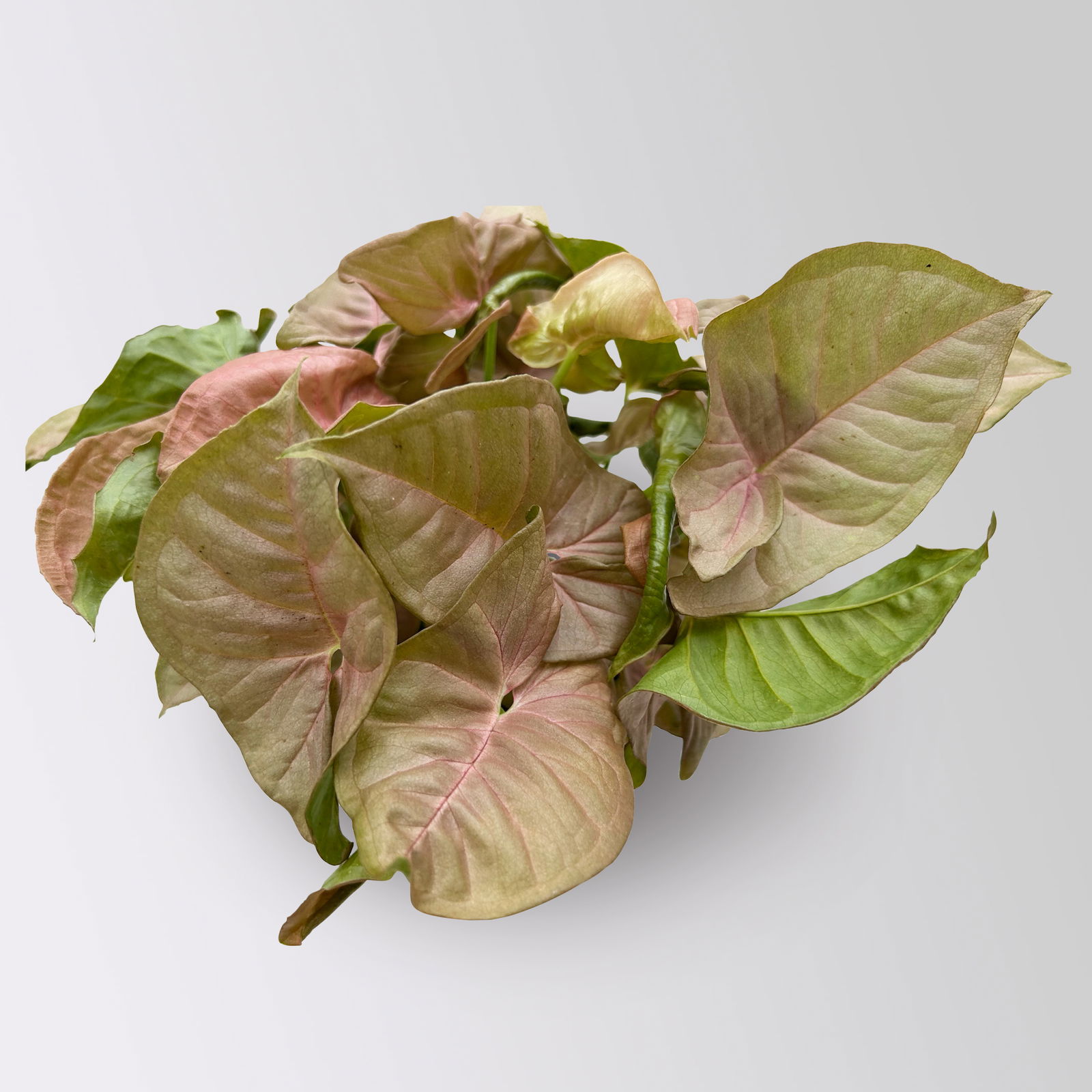 Syngonium 'Red Heart', Topf-Ø 12cm, 2 Pflanzen