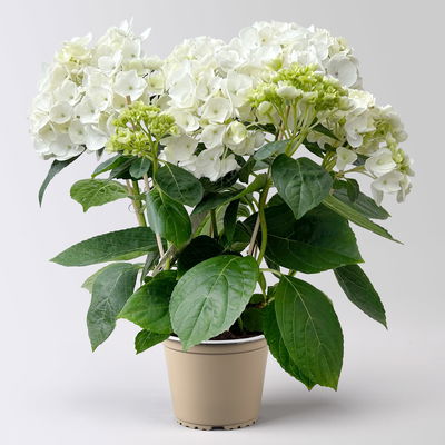 Hortensie Hovaria® 'Holibel' weiß, Topf-Ø 14 cm, Höhe ca. 40 cm