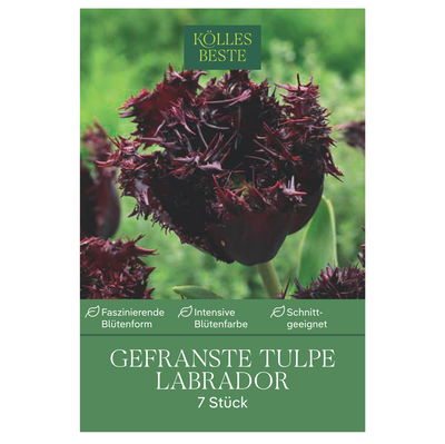 Gefranste Tulpe Labrador dunkelrot, 7 Blumenzwiebeln