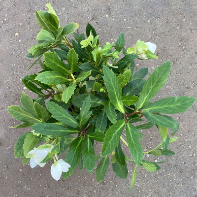 Christrose 'Praecox' weiß, Topf-Ø 13 cm, 2er-Set Christrose 'Praecox' weiß, Topf-Ø 13 cm, 2er-Set