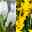 Hyazinthe und Narzisse, 6er Set, weiß und gelb, Topf 12 cm Ø