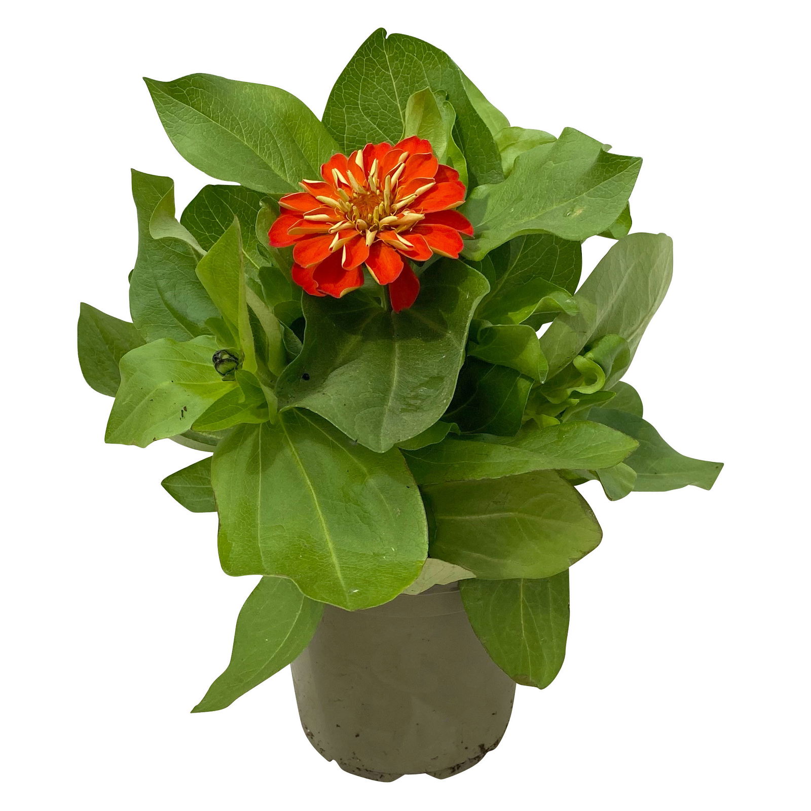 Zinnie, Farbe nach Verfügbarkeit, Topf-Ø 12 cm, 6 Pflanzen
