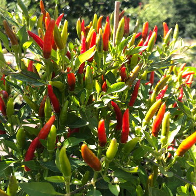 Blu Bio Chili 'Thai Chili F1', Topf-Ø 15 cm, 3er Set Blu Bio Chili 'Thai Chili F1', Topf-Ø 15 cm, 3er Set