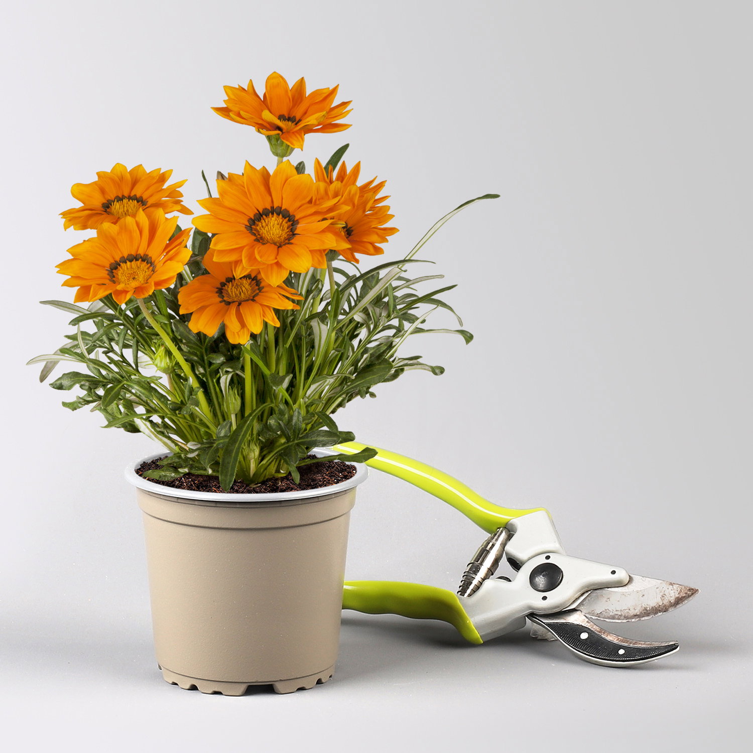 Pflanzenkreation 'Sonnenkünstler', 12 Pflanzen inkl. Erde und Dünger