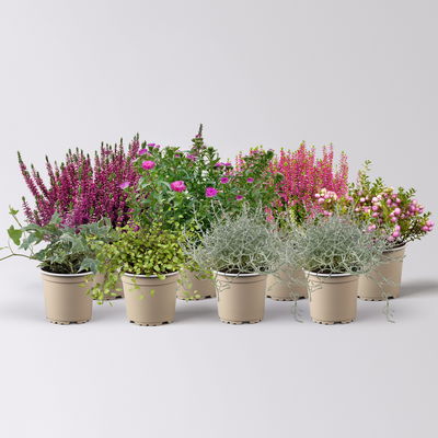 Pflanzenkreation Herbstspaziergang pink-silber, 8 Pflanzen Pflanzenkreation Herbstspaziergang pink-silber, 8 Pflanzen