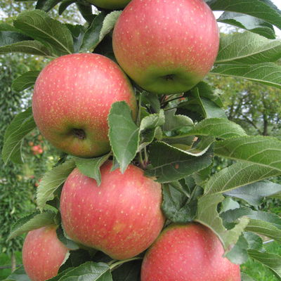 Kölle Bio Säulenapfel 'Jucunda'Ⓢ, Unterlage MM 111, Topf 10 Liter Kölle Bio Säulenapfel 'Jucunda'Ⓢ, Unterlage MM 111, Topf 10 Liter