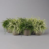 Knospenheide 'Rasta Girls®', weiß, Topf-Ø 13 cm, 6 Pflanzen