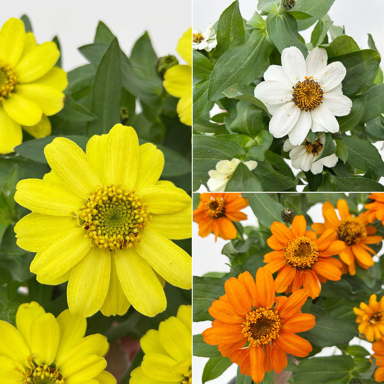 Zinnie, kleinblütig, Farben zufällig, Topf-Ø 12 cm, 6 Pflanzen