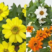 Zinnie, kleinblütig, Farben zufällig, Topf-Ø 12 cm, 6 Pflanzen