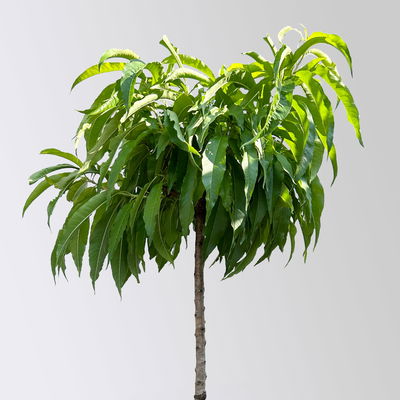 Kölle Bio Zwergnektarine 'Rubis'® Necta ZeeⓈ, Topf 7,5 Liter