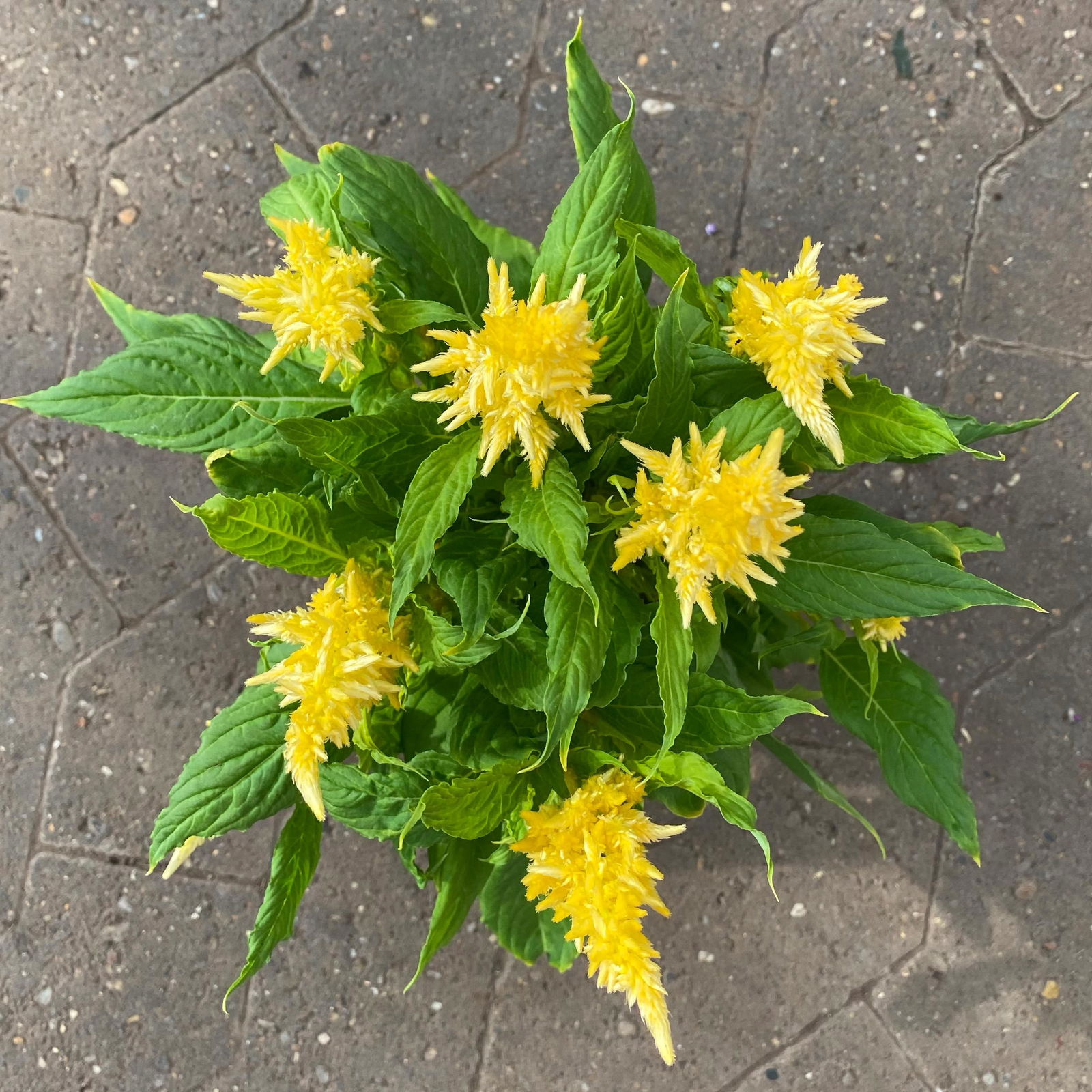 Celosia 'Kelos Fire Yellow' gelb. Topf-Ø 17 cm, 2er-Set