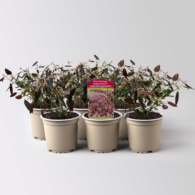 Euphorbia 'Rosa Flamingo®', zartrosa, Topf-Ø 12 cm, 6 Pflanzen
