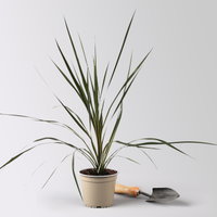 Keulenlilie 'Variegata', grün-weiß, Topf-Ø 13 cm, 3 Pflanzen Keulenlilie 'Variegata', grün-weiß, Topf-Ø 13 cm, 3 Pflanzen
