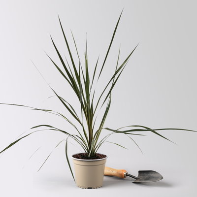 Keulenlilie 'Variegata', grün-weiß, Topf-Ø 13 cm, 3 Pflanzen Keulenlilie 'Variegata', grün-weiß, Topf-Ø 13 cm, 3 Pflanzen