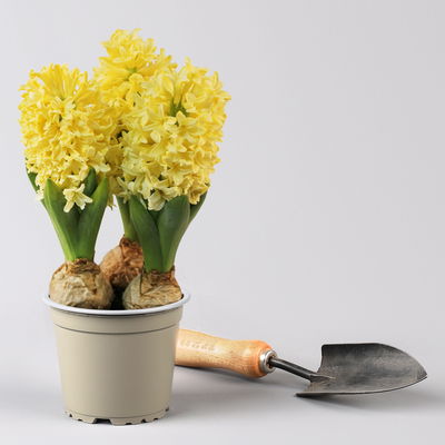 Hyazinthe gelb & orange, vorgetrieben, Topf-Ø 12 cm, 6 Pflanzen