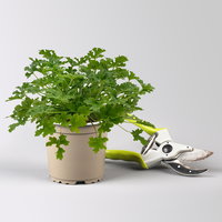 Pflanzenkreation 'Sonnenkünstler', 12 Pflanzen inkl. Erde und Dünger