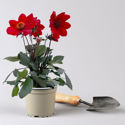 Dahlie bienenfreundlich, Farbe zufällig, Topf-Ø 14 cm, 4 Pflanzen