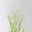 Bio Rutenhirse 'Heavy Metal', Topf 5 Liter