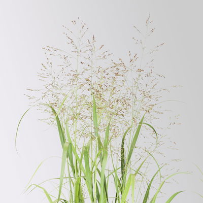 Bio Rutenhirse 'Heavy Metal', Topf 5 Liter