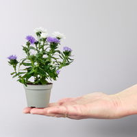 Aster Duo, Mini, weiß-blau, Topf-Ø 6 cm, 8 Pflanzen