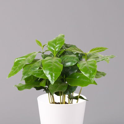 Kaffeestrauch mit Keramiktopf Dallas weiß, Topf-Ø 12cm, Höhe ca. 25 cm