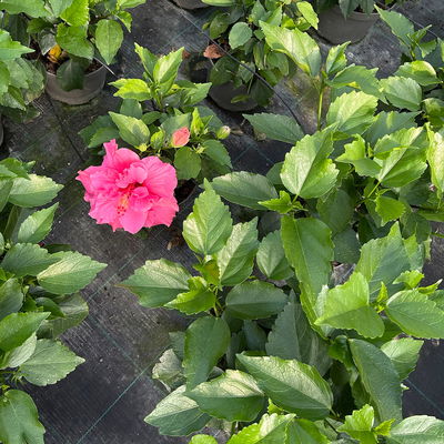 Hibiskus, gefüllte Blüte, Farben zufällig, Topf-Ø 17 cm, 2 Pflanzen