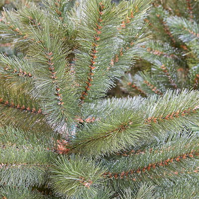 Triumph Tree Kunst-Tanne 'Forest Frosted Slim', Höhe ca. 215 cm