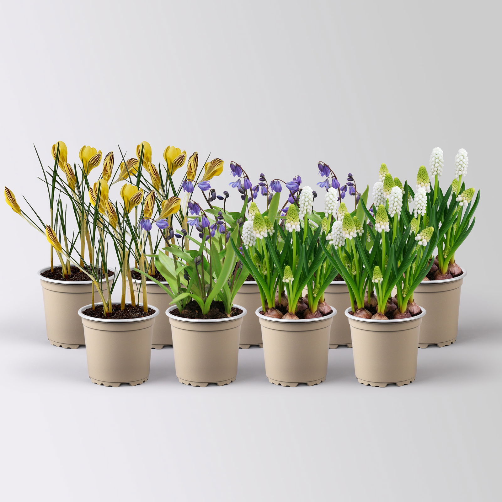Zwiebelpflanzen-Set Farbenfreude, blau-weiß-gelb, Topf-Ø 10 cm, 9 Pflanzen Zwiebelpflanzen-Set Farbenfreude, blau-weiß-gelb, Topf-Ø 10 cm, 9 Pflanzen