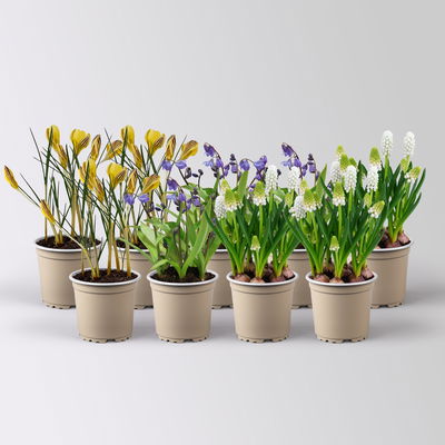 Zwiebelpflanzen-Set Farbenfreude, blau-weiß-gelb, Topf-Ø 10 cm, 9 Pflanzen Zwiebelpflanzen-Set Farbenfreude, blau-weiß-gelb, Topf-Ø 10 cm, 9 Pflanzen