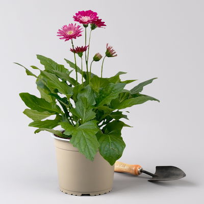 Gerbera 'Garvinea® Rosa-Weiß', Topf-Ø 19 cm