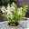 Rispenhortensie 'Confetti'®, Hydrangea paniculata, weiß, 3er-Set, Topf 5 Liter
