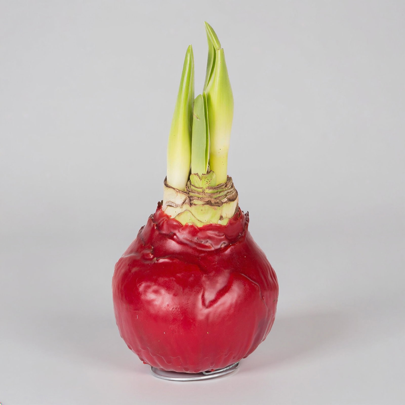 Amaryllis in Wachs XL, Dekor 'Basic Red', Blüte rot