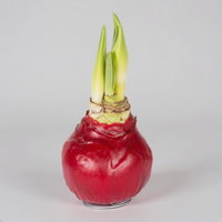 Amaryllis in Wachs XL, Dekor 'Basic Red', Blüte rot
