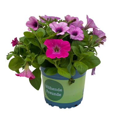 Hänge-Petunie 'Duo' zweifarbig, Topf-Ø 14 cm, 4er-Set