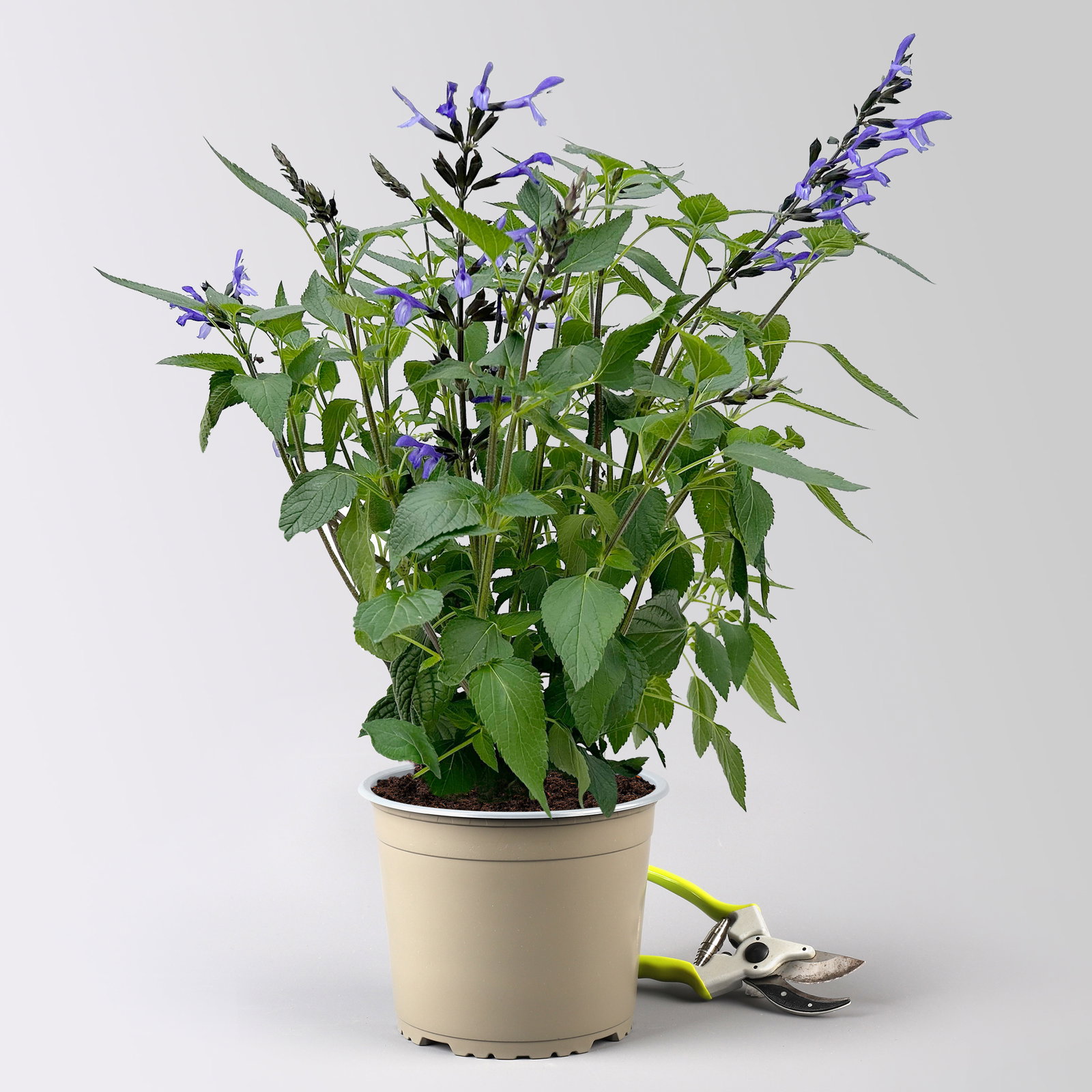 Ziersalbei 'Lake Blueberry', blau, Topf-Ø 19 cm, 2 Pflanzen Ziersalbei 'Lake Blueberry', blau, Topf-Ø 19 cm, 2 Pflanzen