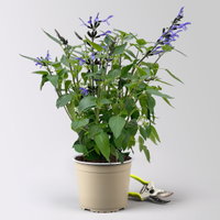 Ziersalbei 'Lake Blueberry', blau, Topf-Ø 19 cm, 2 Pflanzen Ziersalbei 'Lake Blueberry', blau, Topf-Ø 19 cm, 2 Pflanzen