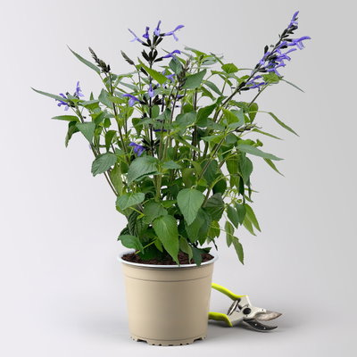 Ziersalbei 'Lake Blueberry', blau, Topf-Ø 19 cm, 2 Pflanzen Ziersalbei 'Lake Blueberry', blau, Topf-Ø 19 cm, 2 Pflanzen